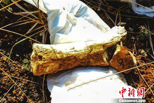 青海评价出世界级地质遗迹专家称或将发现更多动物化石