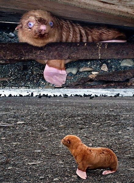 由于长相奇特，这只近盲的小海豹遭到同伴孤立，摄影师最终决定让人类来照顾它