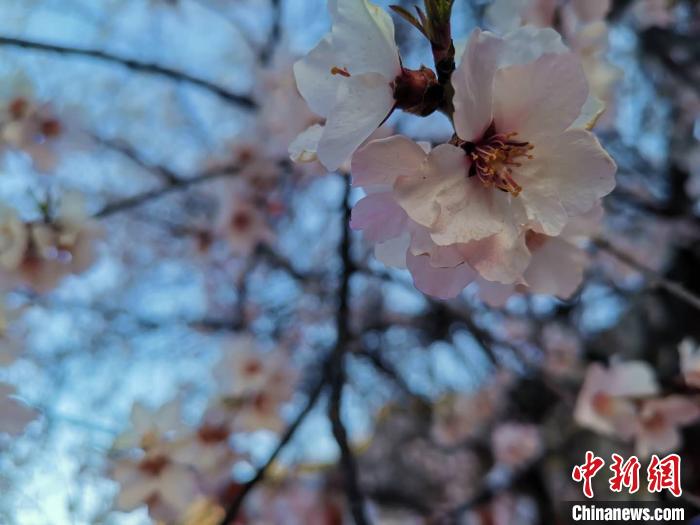 图为林芝盛开的桃花，2019年3月29日，林芝第十七届桃花旅游文化节在巴宜区开幕(资料图)。　张伟 摄